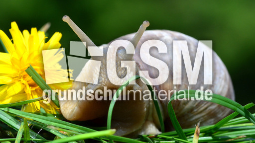 Weinbergschnecke_ (9).jpg